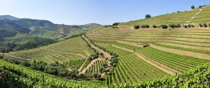 Framed Print : Terraced vineyards in Quinta do Noval, Douro region, a Unesco World heritage site Framed Print : Terraced vineyards in Quinta do Noval, Douro region, a Unesco World heritage site