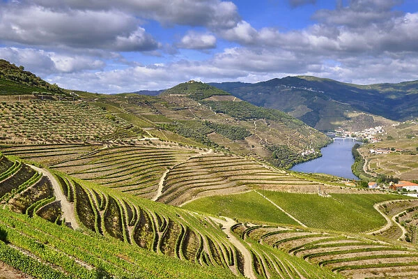 The terraced vineyards of Quinta de Ventozelo and the river Douro at Ervedosa do Douro
