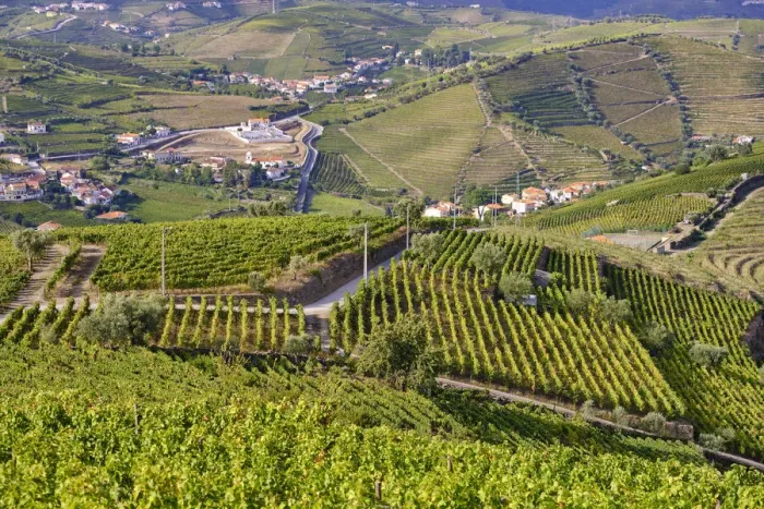 Framed Print : Terraced vineyards at Sao Joao de Lobrigos, Alto Douro, a Unesco World heritage site Framed Print : Terraced vineyards at Sao Joao de Lobrigos, Alto Douro, a Unesco World heritage site