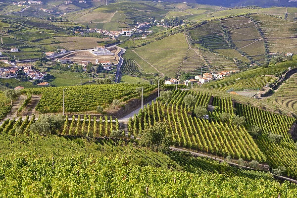 Terraced vineyards at Sao Joao de Lobrigos, Alto Douro, a Unesco World heritage site