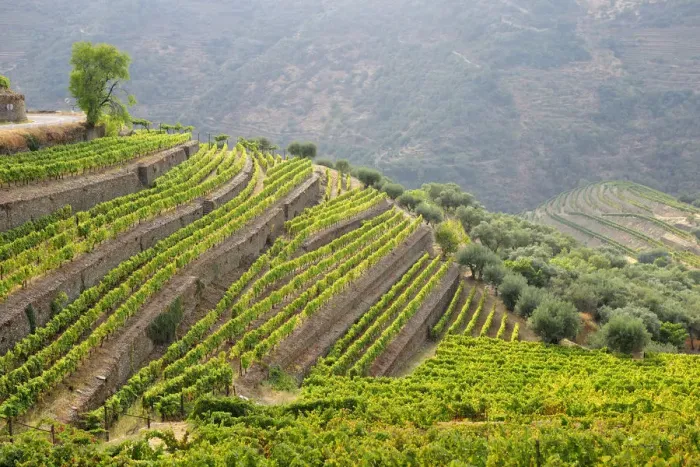 Framed Print : Terraced vineyards in Vale Mendiz. Alto Douro, a Unesco World Heritage Site, Portugal Framed Print : Terraced vineyards in Vale Mendiz. Alto Douro, a Unesco World Heritage Site, Portugal