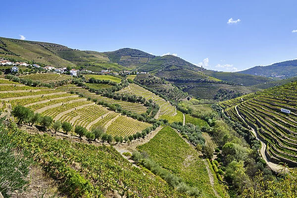 Terraced vineyards at Vale do Rio Torto, Casais do Douro