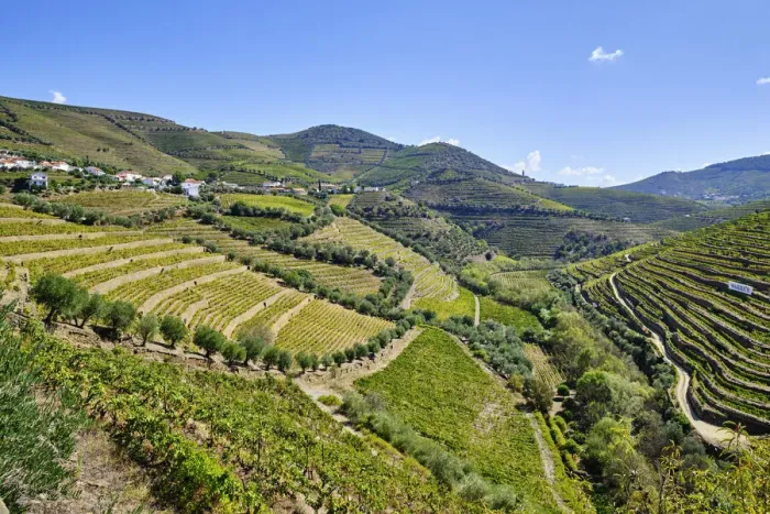 Framed Print : Terraced vineyards at Vale do Rio Torto, Casais do Douro Framed Print : Terraced vineyards at Vale do Rio Torto, Casais do Douro