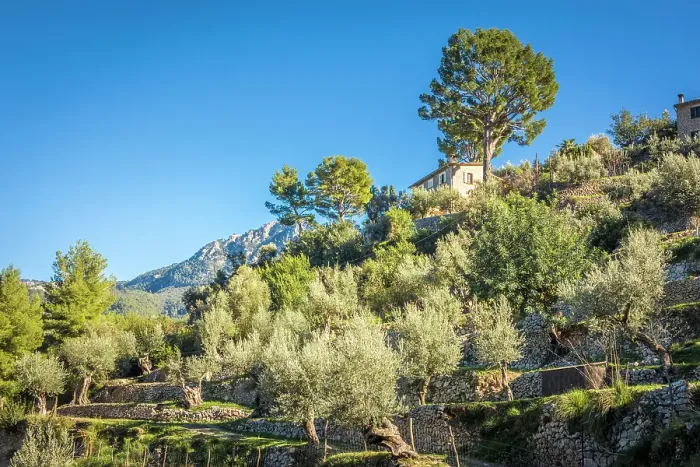 Framed Print : Terraces in the mountain village of Deia, Serra de Tramuntana, Mallorca, Balearic Islands, Spain Framed Print : Terraces in the mountain village of Deia, Serra de Tramuntana, Mallorca, Balearic Islands, Spain