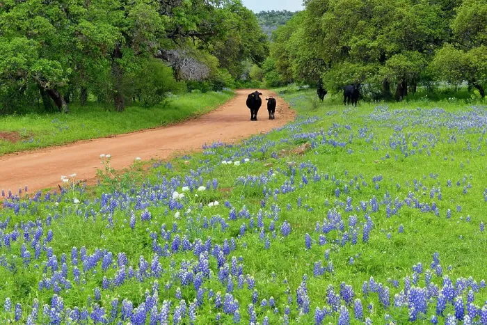 Framed Print : Texas bluebonnets near a country road with cattle, Llano County CR 310, Texas, USA Framed Print : Texas bluebonnets near a country road with cattle, Llano County CR 310, Texas, USA