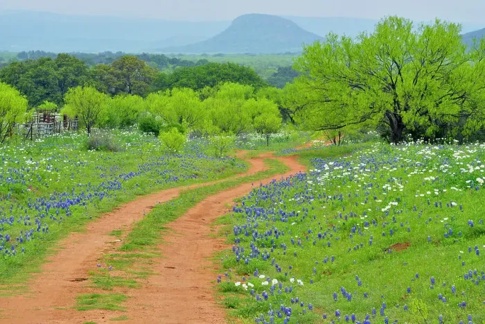 Framed Print : Texas bluebonnets and prickly poppies flowering along a country road, with spring mesquite trees, Willow City, Gillespie County, Texas, USA Framed Print : Texas bluebonnets and prickly poppies flowering along a country road, with spring mesquite trees, Willow City, Gillespie County, Texas, USA