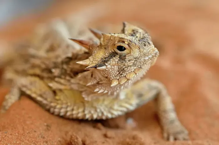 Framed Print : Texas horned lizard (Phrynosoma cornutum), Rio Grande City, Texas, USA Framed Print : Texas horned lizard (Phrynosoma cornutum), Rio Grande City, Texas, USA