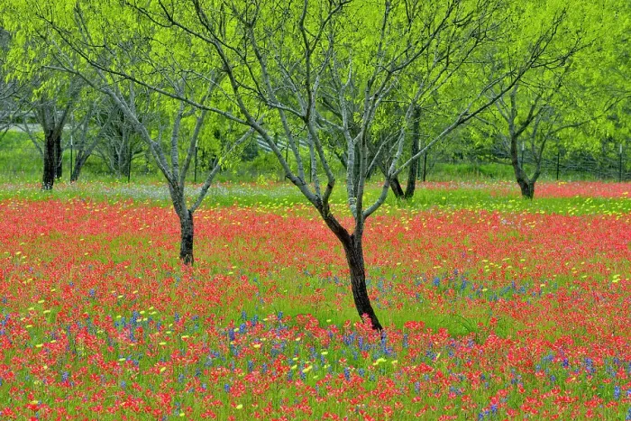 Framed Print : Texas wildflowers in bloom on the grounds of a country residence, Seguin, Texas, USA Framed Print : Texas wildflowers in bloom on the grounds of a country residence, Seguin, Texas, USA