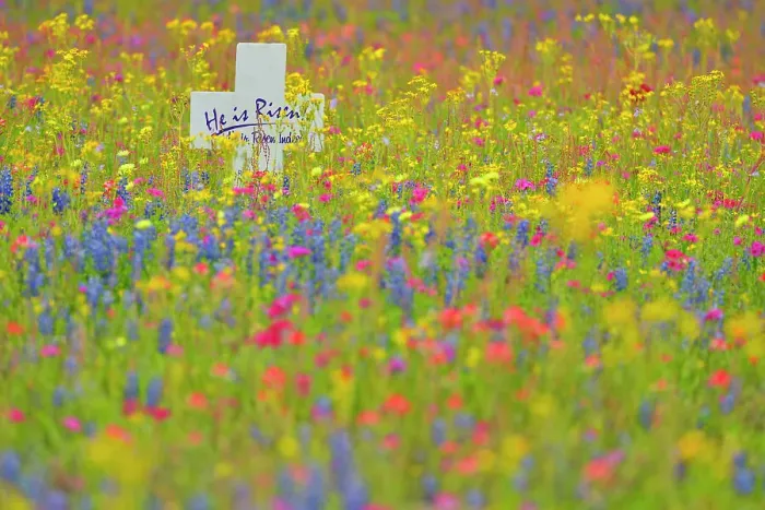 Framed Print : Texas wildflowers in bloom- phlox, bluebonnets, paintbrush in a meadow, Seguin, Texas, USA Framed Print : Texas wildflowers in bloom- phlox, bluebonnets, paintbrush in a meadow, Seguin, Texas, USA