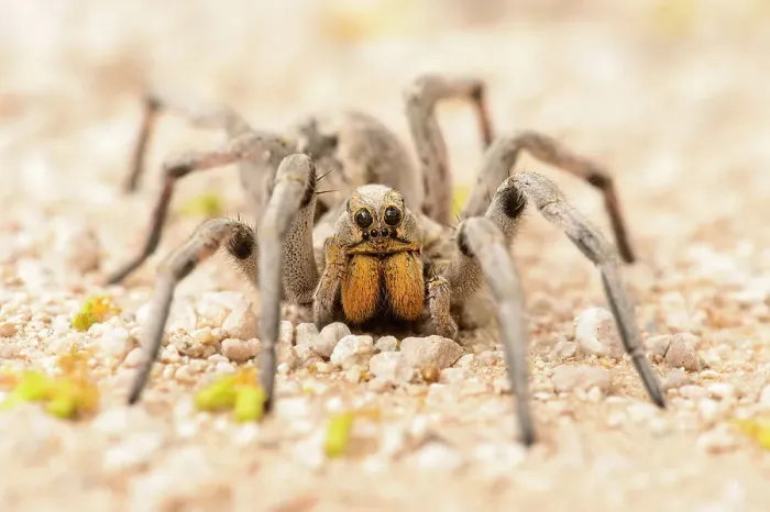 Framed Print : Texas wolf spider (Hogna carolinensis), Santa Clara ranch, Starr County, Texas, USA Framed Print : Texas wolf spider (Hogna carolinensis), Santa Clara ranch, Starr County, Texas, USA