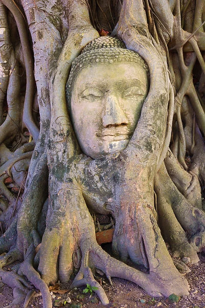 Thailand, Ayutthaya, Wat Mahathat, Buddha head in tree