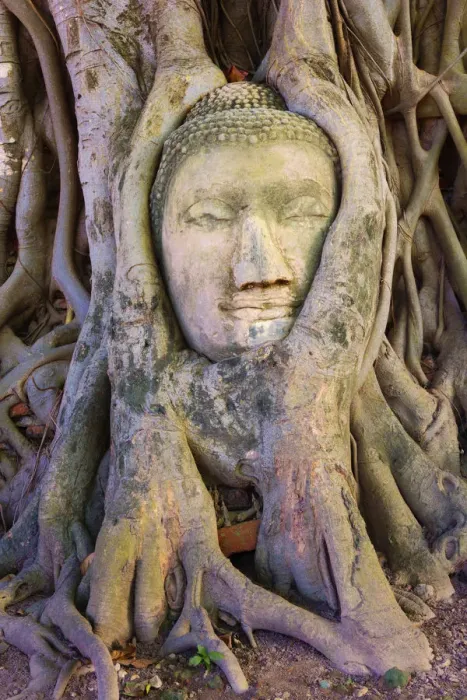 Framed Print : Thailand, Ayutthaya, Wat Mahathat, Buddha head in tree Framed Print : Thailand, Ayutthaya, Wat Mahathat, Buddha head in tree
