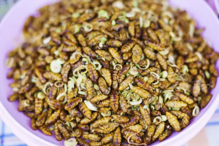 Framed Print : Thailand, Chiang mai, deep fried silk worm pupae (Bombyx Mori) for sale in a Thai market Framed Print : Thailand, Chiang mai, deep fried silk worm pupae (Bombyx Mori) for sale in a Thai market