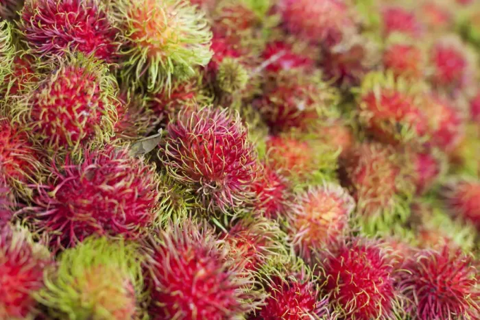 Framed Print : Thailand, Chiang mai, Rambutans for sale at Thai market stall Framed Print : Thailand, Chiang mai, Rambutans for sale at Thai market stall