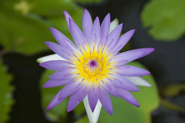 Thailand, Chiang mai, Water Lily (Nymphaea pubescens)