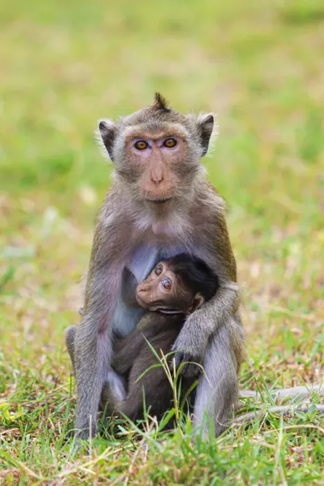 Framed Print : Thailand, Hua Hin, Monkey mountain, Macaque monkey and infant