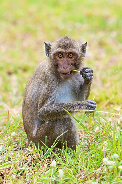 Thailand, Hua Hin, Monkey mountain, Macaque monkey chewing grass