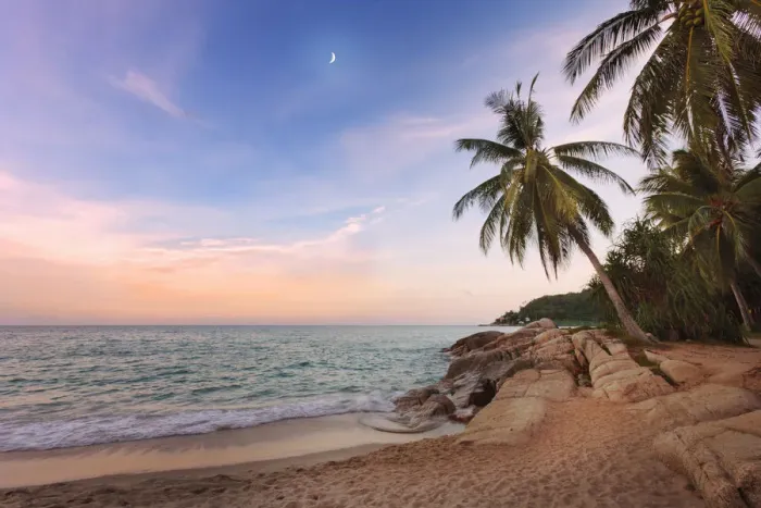 Framed Print : Thailand, Ko Samui, Chaweng beach, Palm tree overhanging sea Framed Print : Thailand, Ko Samui, Chaweng beach, Palm tree overhanging sea