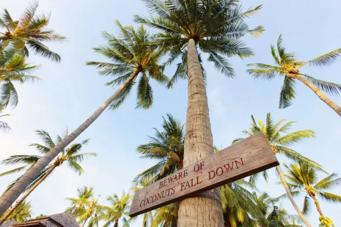 Framed Print : Thailand, Ko Samui, Chaweng beach, Sign on palm tree
