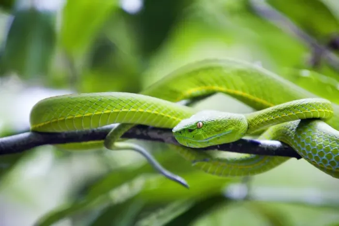 Framed Print : Thailand, Nakhon Ratchasima, Khao Yai. White-lipped viper in the Khao Yai National Park Framed Print : Thailand, Nakhon Ratchasima, Khao Yai. White-lipped viper in the Khao Yai National Park