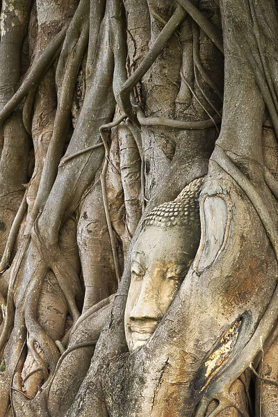 Thailand, Phra Nakhon Si Ayutthaya, Ayutthaya, Wat Mahathat, Buddha image in roots of Bodhi tree. UNESCO World Heritage site