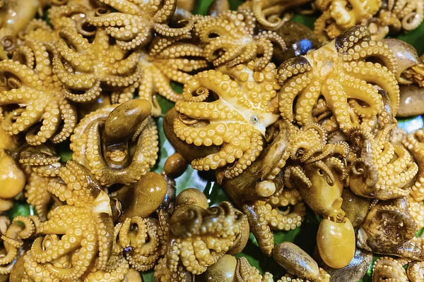 Thailand, Phra Nakhon Si Ayutthaya, Ayutthaya, baby octopi for sale at Thai food market