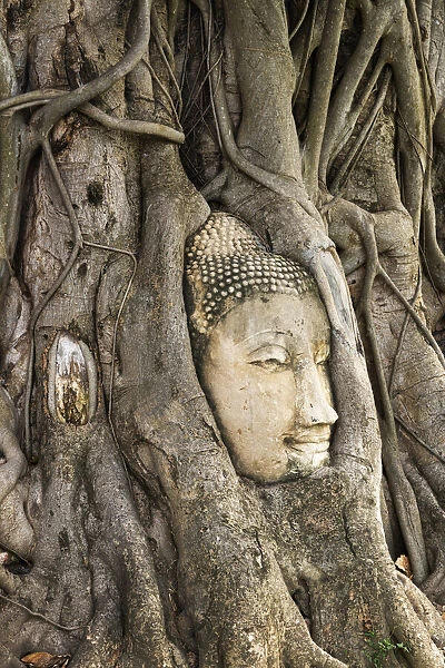 Thailand, Phra Nakhon Si Ayutthaya, Ayutthaya, Wat Mahathat, Buddha image in roots of Bodhi tree. UNESCO World Heritage site