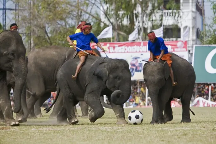 Framed Print : Thailand, Surin, Surin. Elephant football during the annual Surin Elephant Roundup Festival Framed Print : Thailand, Surin, Surin. Elephant football during the annual Surin Elephant Roundup Festival