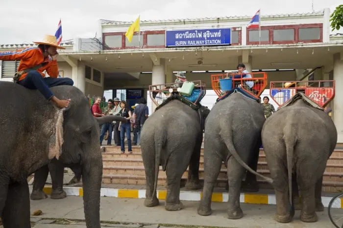 Framed Print : Thailand, Surin, Surin. Elephant taxis await passengers at the Surin Railway station during the annual Elephant