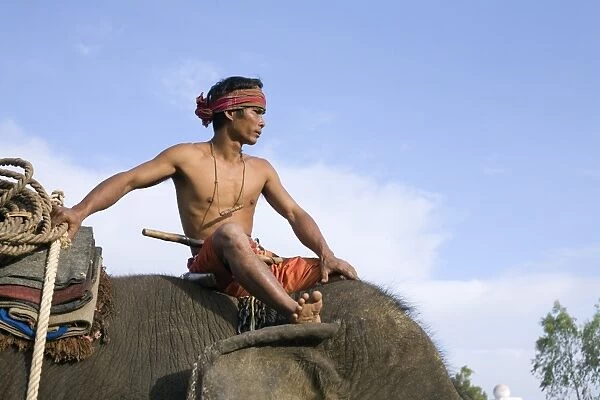 Thailand, Surin, Surin. A Suai (known locally as Guay ) mahout sits atop his elephant mount during the Surin Elephant Round-up festival. The Suai are the indigenous people of Surin, and are skilled elephant masters, having used them