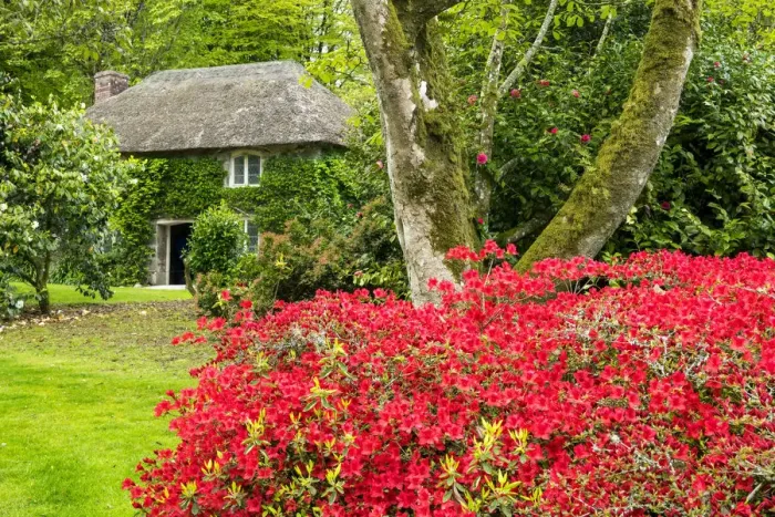 Framed Print : Thatched Cottage & Garden, Lanhydrock, Cornwall, England Framed Print : Thatched Cottage & Garden, Lanhydrock, Cornwall, England