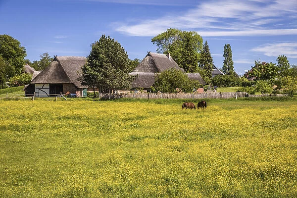 Thatched farm with flowering meadow in Ahrenshoop, Mecklenburg-Western Pomerania