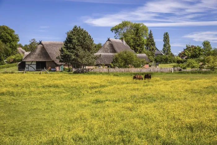 Framed Print : Thatched farm with flowering meadow in Ahrenshoop, Mecklenburg-Western Pomerania Framed Print : Thatched farm with flowering meadow in Ahrenshoop, Mecklenburg-Western Pomerania