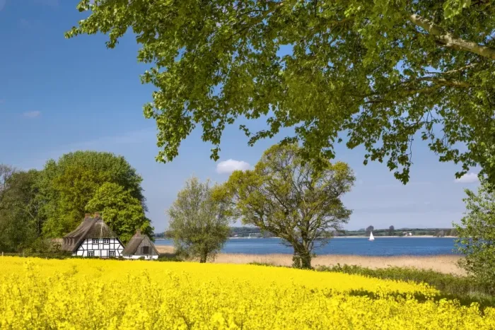 Framed Print : Thatched house and rape field, Schlei fjord, Baltic coast, Schleswig-Holstein, Germany Framed Print : Thatched house and rape field, Schlei fjord, Baltic coast, Schleswig-Holstein, Germany
