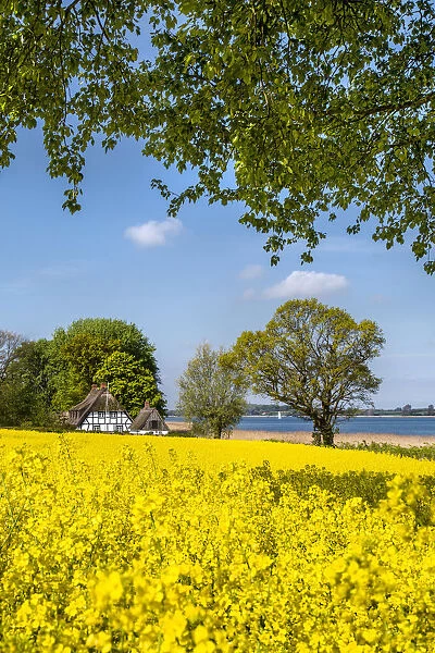 Thatched house and rape field, Schlei fjord, Baltic coast, Schleswig-Holstein, Germany