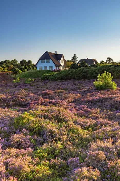 Framed Print : Thatched houses and heather, Braderup, Sylt, Schleswig Holstein, Germany Framed Print : Thatched houses and heather, Braderup, Sylt, Schleswig Holstein, Germany