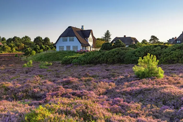 Framed Print : Thatched houses and heather, Braderup, Sylt, Schleswig Holstein, Germany Framed Print : Thatched houses and heather, Braderup, Sylt, Schleswig Holstein, Germany