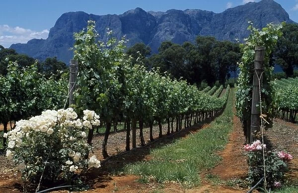 Thelema Mountain Vineyards near Stellenbosch