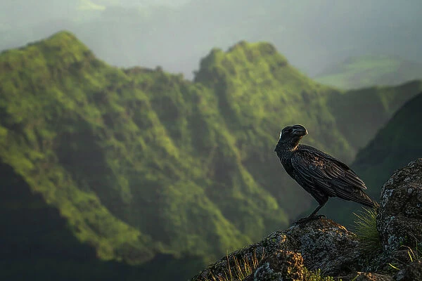 Thick-billed Ravens in Simien mountains, Ethiopia