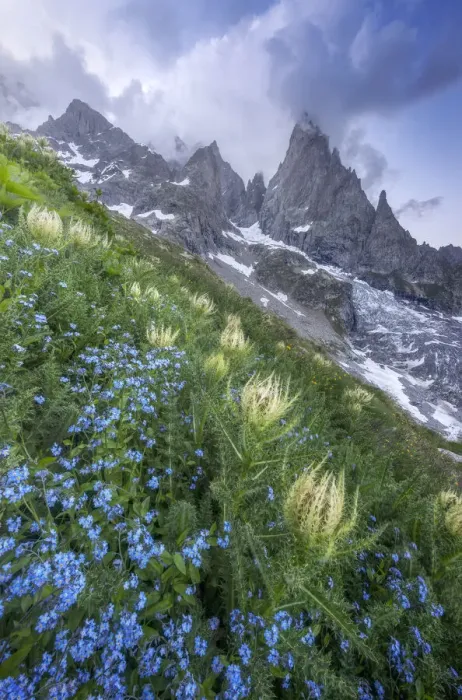 Framed Print : Thistles and blue wild flowers growing beside Freney Glacier Italian Alps Framed Print : Thistles and blue wild flowers growing beside Freney Glacier Italian Alps