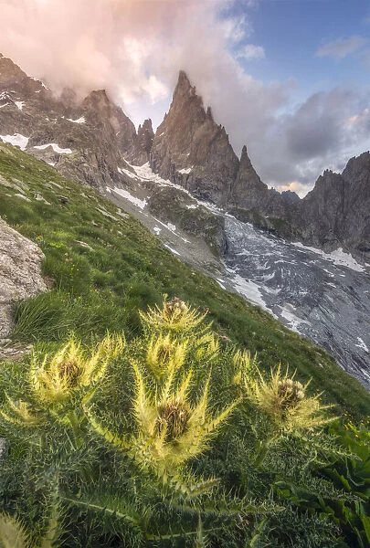 Thistles growing beside Freney Glacier Italian Alps