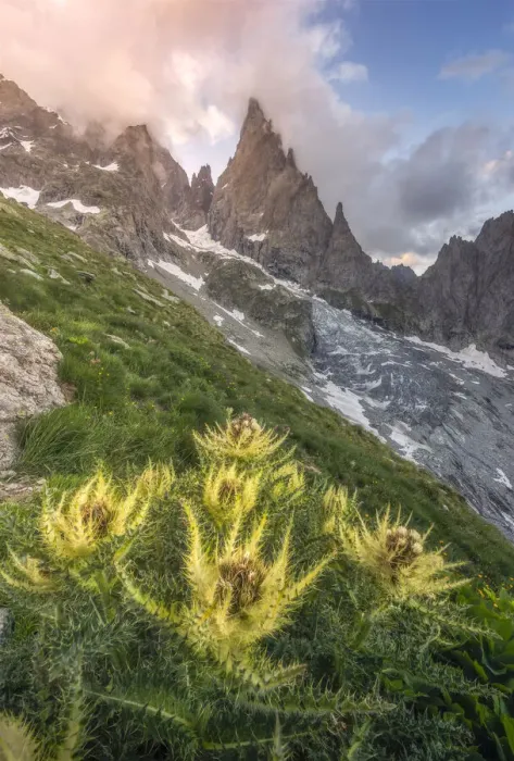 Framed Print : Thistles growing beside Freney Glacier Italian Alps Framed Print : Thistles growing beside Freney Glacier Italian Alps