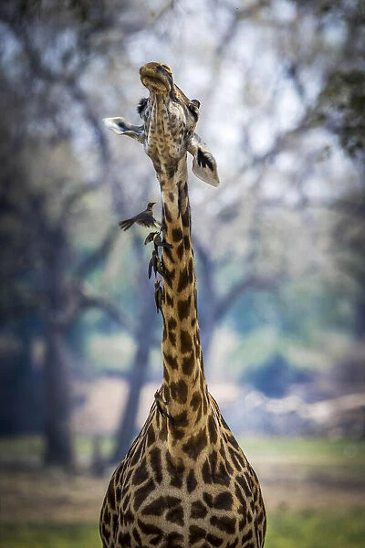 Thornicroft giraffe shakes her neck, disturbing the red-billed oxpeckers feeding on ticks & other parasites, South Luangwa National Park, Zambia