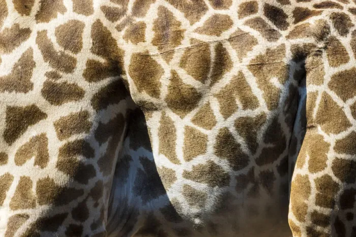 Framed Print : Thornicroft giraffe skin, South Luangwa National Park, Zambia Framed Print : Thornicroft giraffe skin, South Luangwa National Park, Zambia
