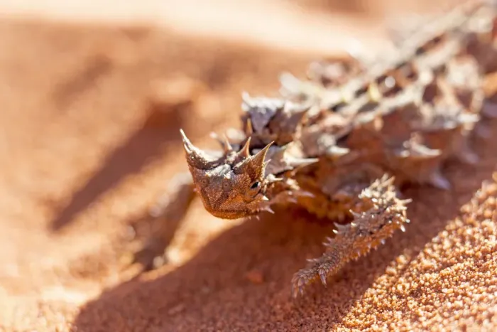 Framed Print : The Thorny Devil, Francois Peron, Western Australia