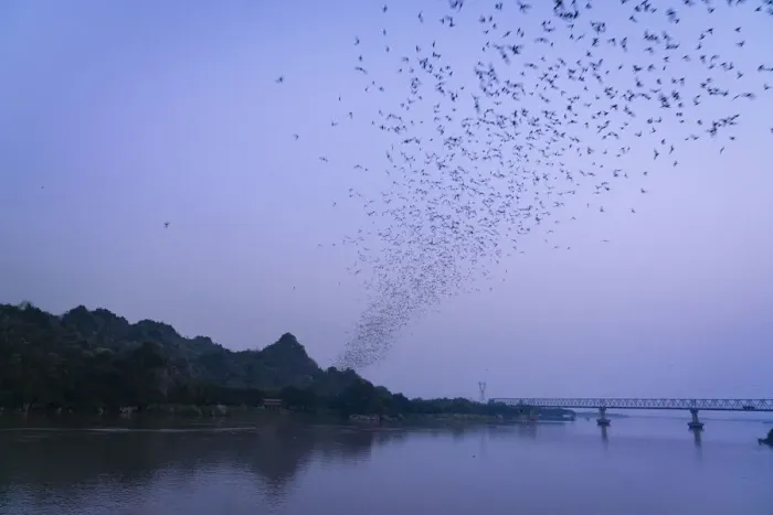 Framed Print : Thousands of bats leaving cave by Thanlyin River at dusk, Hpa-an, Hpa-an Township Framed Print : Thousands of bats leaving cave by Thanlyin River at dusk, Hpa-an, Hpa-an Township