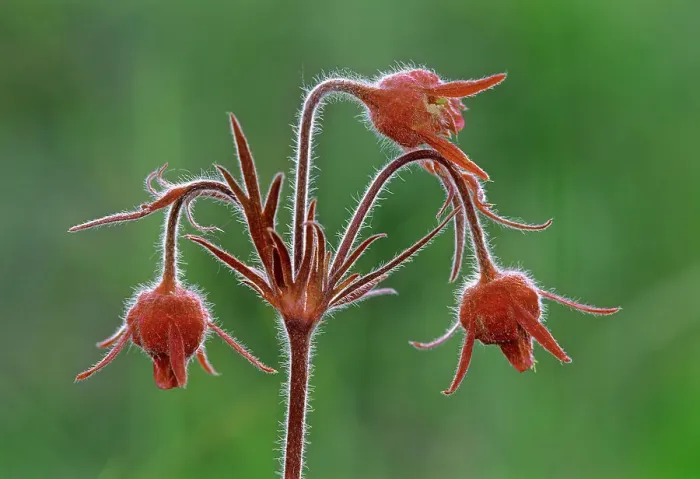 Framed Print : Three-flowered avens (Geum triflorum) flowers Birds Hill Provincial Park, Manitoba, Canada Framed Print : Three-flowered avens (Geum triflorum) flowers Birds Hill Provincial Park, Manitoba, Canada