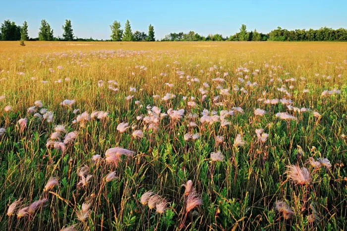 Framed Print : Three-flowered avens (Geum triflorum) in prairie at sunrise, showing seed heads Birds Hill Provincial Park, Manitoba, Canada Framed Print : Three-flowered avens (Geum triflorum) in prairie at sunrise, showing seed heads Birds Hill Provincial Park, Manitoba, Canada