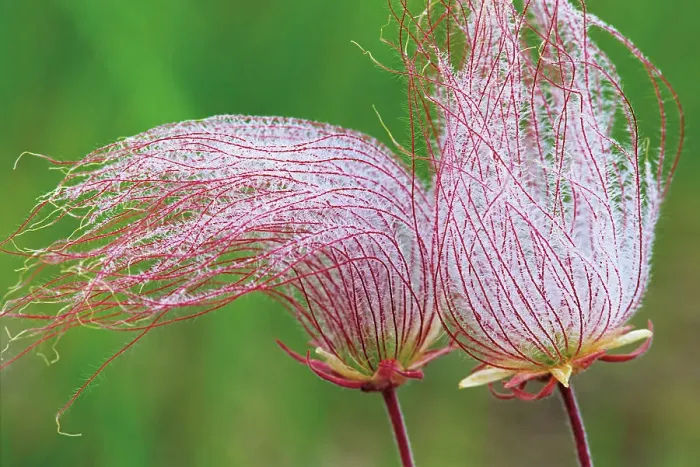 Framed Print : Three-flowered avens or prairie smoke seed head Birds Hill Provincial Park, Manitoba, Canada Framed Print : Three-flowered avens or prairie smoke seed head Birds Hill Provincial Park, Manitoba, Canada