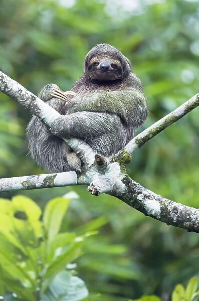 Three-toed sloth (Bradypus variegatus) sitting on a tree, La Fortuna, Costa Rica